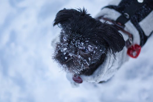 "What to expect: Affenpinscher's behaviour during the heat cycle".