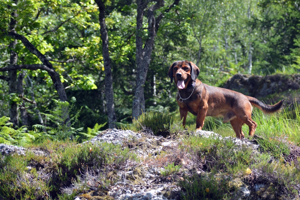 Temperament and Personality Traits of Alpine Dachsbracke - October 2023